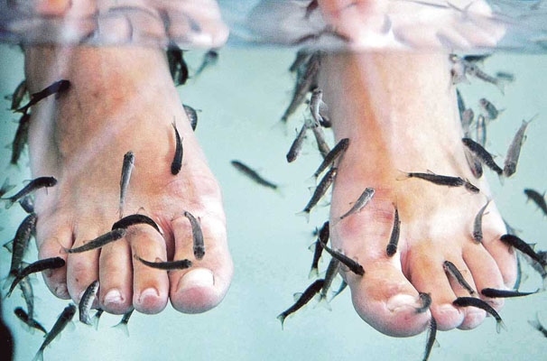 ictioterapia-peces-garra-rufa